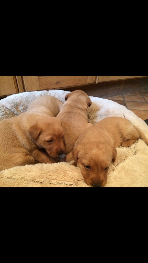 labrador puppies for sale on gumtree
